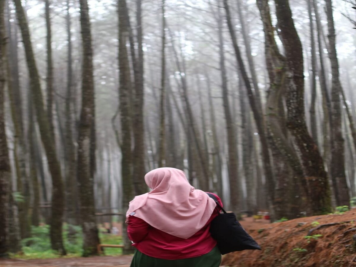 hutan pinus mangunan hutan pinus mangunan